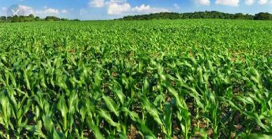  Agricultural Land for Sale in Chohal, Hoshiarpur