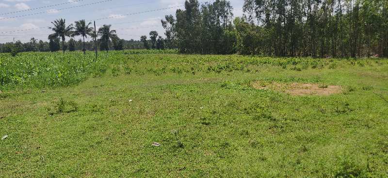Agricultural Land 1 Acre for Rent in Malur, Kolar