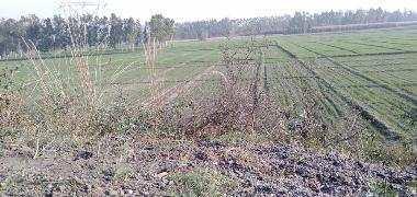  Agricultural Land for Sale in Raota, Najafgarh, Delhi
