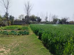  Agricultural Land for Sale in Tikri, Sector 48 Gurgaon
