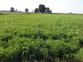 Agricultural Land for Sale in Pardi, Valsad