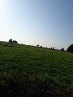  Agricultural Land for Sale in Balitha, Vapi