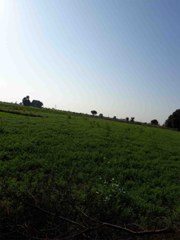  Agricultural Land for Sale in Balitha, Vapi