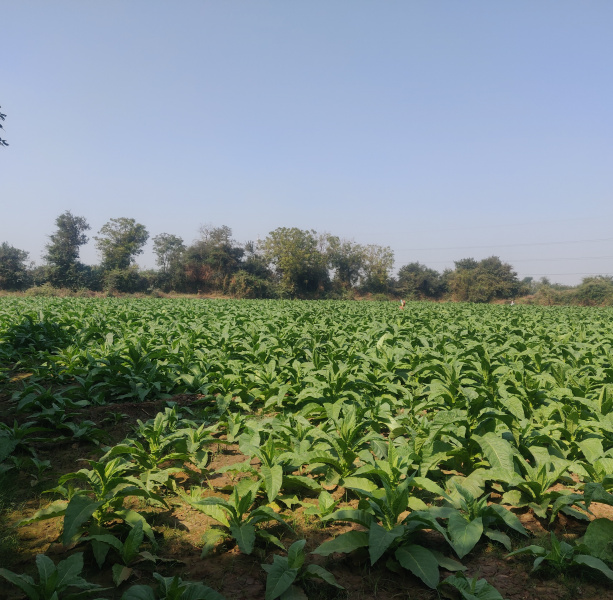  Agricultural Land 8 Bigha for Sale in Borsad, Anand
