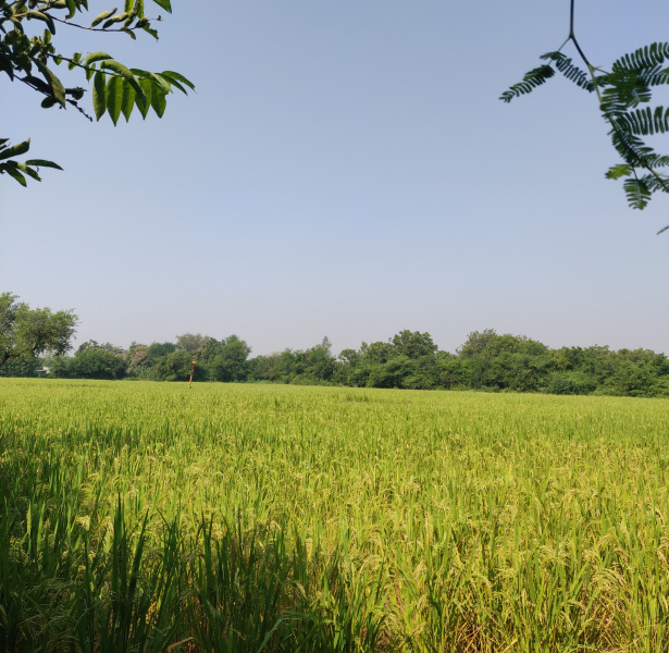  Agricultural Land 8 Bigha for Sale in Borsad, Anand