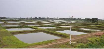  Agricultural Land for Sale in Dashapalla, Nayagarh