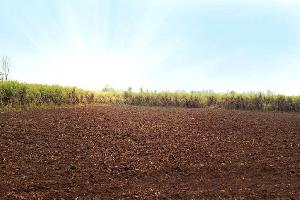 Agricultural Land for Sale in Delta II, Greater Noida