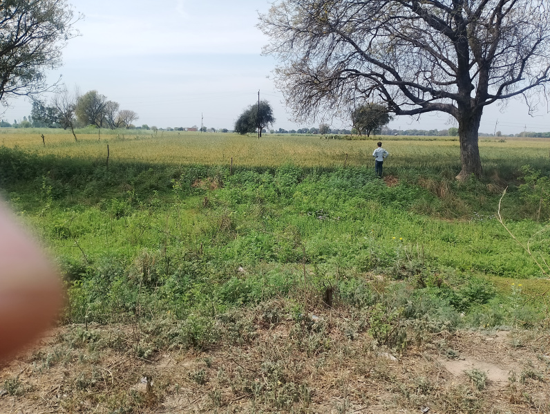 Agricultural Land 1 Bigha for Sale in Amraudha, Kanpur Dehat
