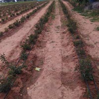  Agricultural Land for Rent in Hoskote, Bangalore