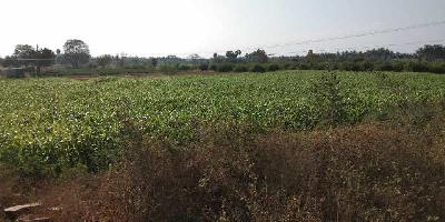  Agricultural Land for Sale in Thadikombu, Dindigul
