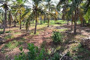  Agricultural Land for Sale in Courtallam, Tirunelveli