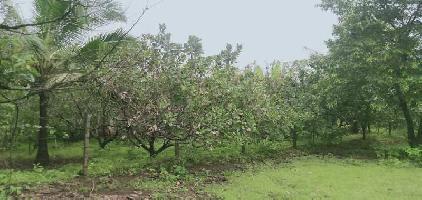  Agricultural Land for Sale in Malvan, Sindhudurg