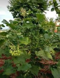  Agricultural Land for Sale in Uthramerur, Chennai