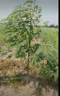  Agricultural Land for Sale in Tindivanam, Villupuram