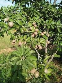  Agricultural Land for Sale in Villupuram, Chennai