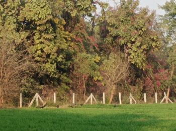  Agricultural Land for Sale in Naugaon, Alwar