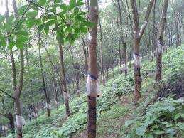  Agricultural Land for Rent in Cherkala, Kasaragod