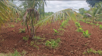  Agricultural Land for Sale in Kanakapura Road, Bangalore