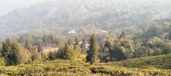  Agricultural Land for Sale in Mirik, Darjeeling