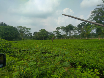  Agricultural Land for Sale in Malbazar, Jalpaiguri
