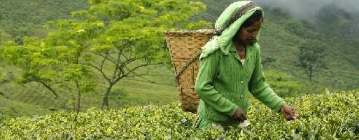  Agricultural Land for Sale in Birpara, Alipurduar