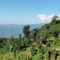  Agricultural Land for Sale in Kolbong, Darjeeling