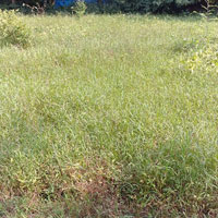  Agricultural Land for Sale in Mahuva, Surat