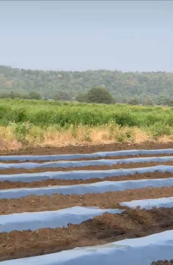  Agricultural Land 2 Acre for Sale in Chincholi, Gulbarga