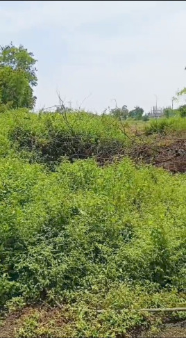  6 Acre Industrial Land for Sale in Kolaar, Bidar