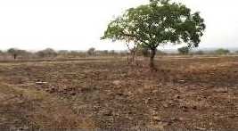  60 Acre Agricultural/Farm Land for Sale in Erravalli village Vikarabad