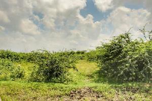  Agricultural Land for Sale in Ranipettai, Vellore