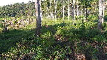  Agricultural Land for Sale in Sulthan Bathery, Wayanad