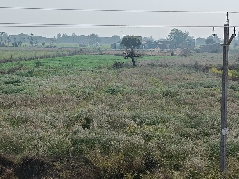  Agricultural Land 150 Bigha for Sale in Dankaur, Gautam Buddha Nagar