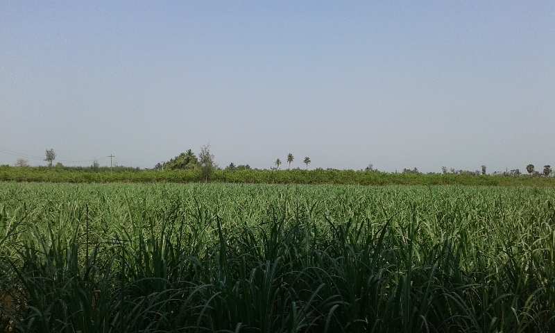 Agricultural Land 11 Acre for Rent in Panruti, Cuddalore