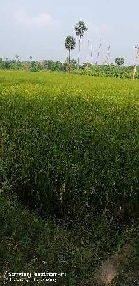  Agricultural Land for Sale in Ponnamaravathi, Pudukkottai