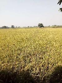  Agricultural Land for Sale in Maholi, Sitapur