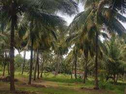  Agricultural Land for Sale in Kovilapalayam, Coimbatore