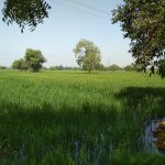  Agricultural Land for Sale in Bareja, Ahmedabad