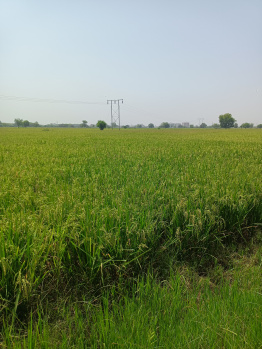 Agricultural Land for Sale in Bareja, Ahmedabad