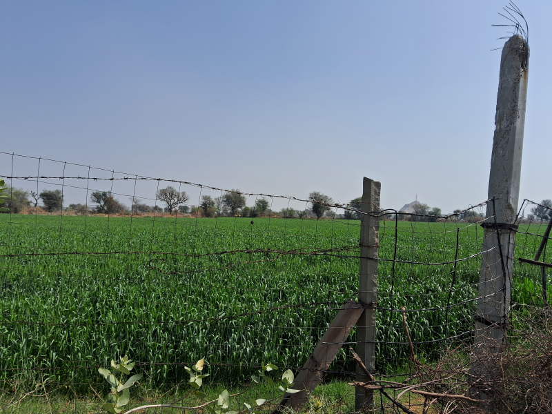  11 Bigha Agricultural/Farm Land for Sale in Bichoon, Jaipur