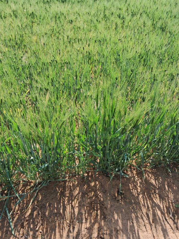  11 Bigha Agricultural/Farm Land for Sale in Bichoon, Jaipur