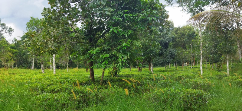 Residential Plot 20 Cent for Sale in Ambalavayal, Wayanad