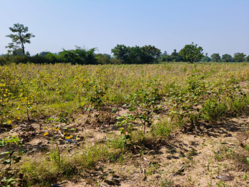  Agricultural Land for Sale in Waghodia, Vadodara