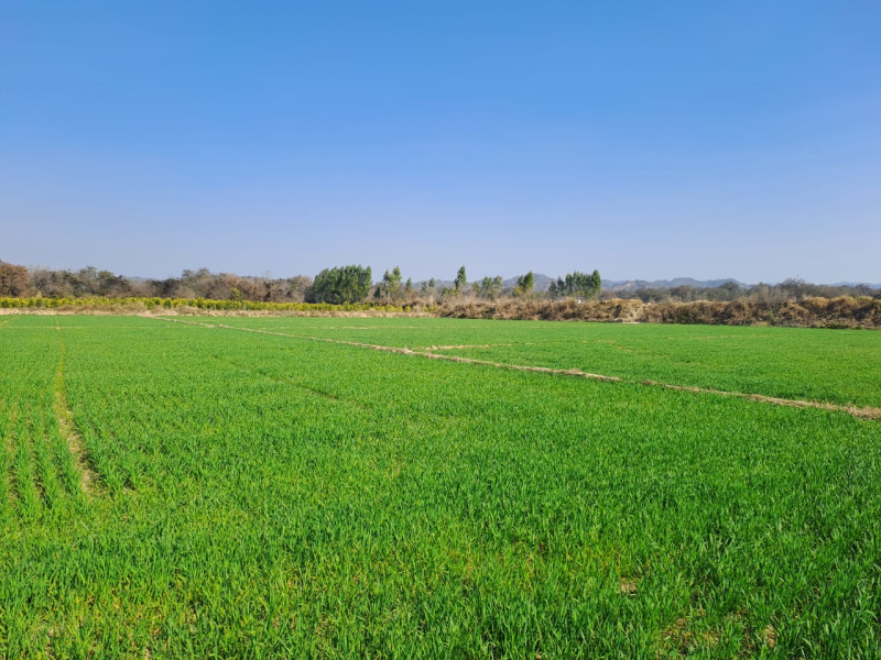  800 Acre Agricultural/Farm Land for Rent in Vav, Banaskantha