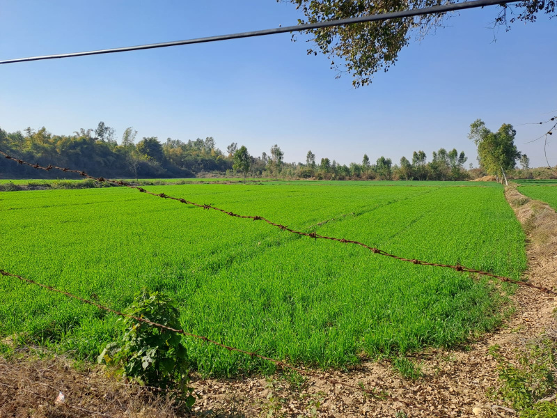  9 Bigha Agricultural/Farm Land for Sale in Palanpur, Banaskantha