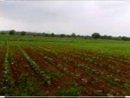  Agricultural Land for Sale in Lamdapura, Vadodara