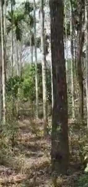  Agricultural Land 1 Acre for Sale in Sulthan Bathery, Wayanad