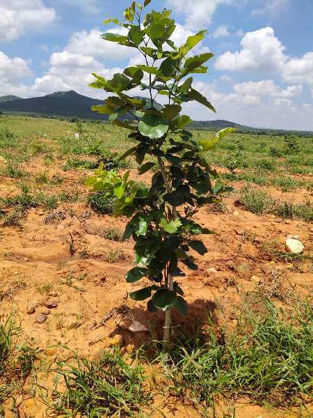  Agricultural Land 11 Cent for Sale in Kanigiri, Prakasam