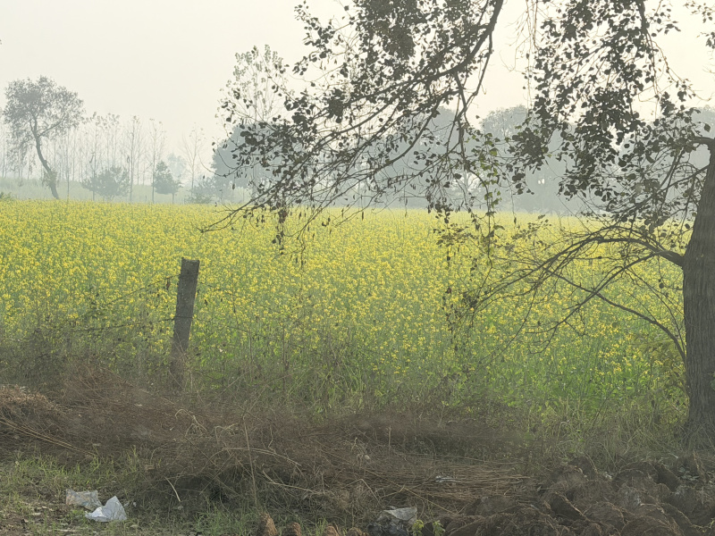  35 Bigha Agricultural/Farm Land for Sale in Khatauli, Muzaffarnagar