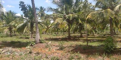  Agricultural Land for Sale in Kallal, Sivaganga